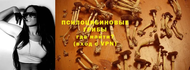 Галлюциногенные грибы Magic Shrooms  как найти   Балей 